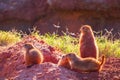 Close up shot of Prairie dog family Royalty Free Stock Photo