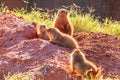 Close up shot of Prairie dog family Royalty Free Stock Photo