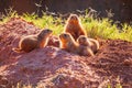 Close up shot of Prairie dog family Royalty Free Stock Photo