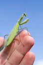 Close up shot of a Praying Mantis in a human hand Royalty Free Stock Photo