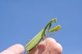 Close up shot of a Praying Mantis in a human hand Royalty Free Stock Photo