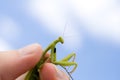 Close up shot of a Praying Mantis in a human hand Royalty Free Stock Photo