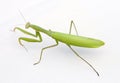 Close up shot of a Praying Mantis on white background Royalty Free Stock Photo