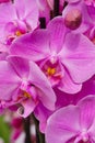 Stunning Close-up Shot of Pink Blooming Orchids, Exquisite Tropical Flower Details