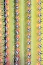Close up shot,Prickly cactus background
