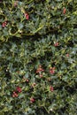 Holly Plant Christmas Background With Red Berries