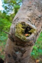 A close up shot of a pruning cut wound healing of a tree. uttarakhand India