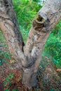 A close up shot of a pruning cut wound healing of a tree. uttarakhand India