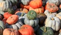 Close up shot of pumpkins fresh from farm