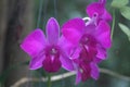 Close-up shot of the purple blooming fresh of Dendrobium orchids flowers. Royalty Free Stock Photo