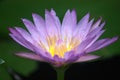 Close-up shot of the purple blooming fresh of Nymphaea caerulea lotus flowers. Royalty Free Stock Photo