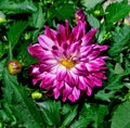 Close-up shot of a purple Dahlia Megabloom 'Berry Blast' flower on a soft blurry background Royalty Free Stock Photo