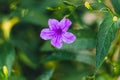 Purple flower with green branches and leaves in background Royalty Free Stock Photo