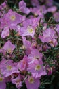 A Close-up Shot of Purple Flowers in Autumn