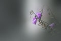 Close up shot of purple flowers with shallow depth of field