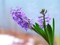 A closeup shot of a purple Hyacinth flower blooming on a window Royalty Free Stock Photo