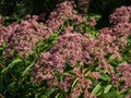 Purple Joe-Pye weed or Sweetscented joe pye weed (Eupatorium purpureum) flowering with purplish flowers in large