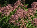 Purple Joe-Pye weed or Sweetscented joe pye weed (Eupatorium purpureum) flowering with purplish flowers in large Royalty Free Stock Photo