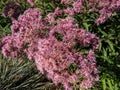 Purple Joe-Pye weed or Sweetscented joe pye weed (Eupatorium purpureum) flowering with purplish flowers in large