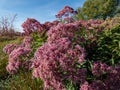 Purple Joe-Pye weed or Sweetscented joe pye weed (Eupatorium purpureum) flowering with purplish flowers in large Royalty Free Stock Photo