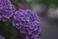 Close-up shot of purple large-leaved hydrangea (Hydrangea macrophylla) Royalty Free Stock Photo