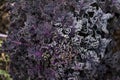 Close Up Shot of Purple Leaves of a Kale Plant Royalty Free Stock Photo