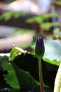 Close up shot of purple lotus flower, lotus bud in beautiful pond, nature background, focus on lotus flower. Royalty Free Stock Photo