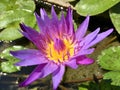 Purple lotus water lily flower Royalty Free Stock Photo