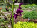 Close-up shot of the Purple mullein Verbascum phoeniceum flowering with five-petaled deep purple flowers in the garden in summer Royalty Free Stock Photo