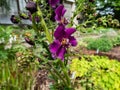 Close-up shot of the Purple mullein Verbascum phoeniceum flowering with five-petaled deep purple flowers in the garden in summer Royalty Free Stock Photo