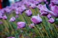 Close up shot of the purple tulip field during the tulip time festival in Holland Michigan Royalty Free Stock Photo