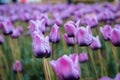 Close up shot of the purple tulip field on windmill island in Holland Michigan