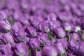 Close up shot of purple Tulip flowers Royalty Free Stock Photo