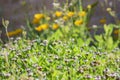 Close up shot of purple wild flower blossom with a busy bee