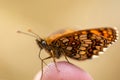 Close-up shot of The Queen of Spain fritillary on the tip of a finger Royalty Free Stock Photo