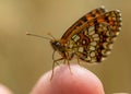 Close-up shot of The Queen of Spain fritillary on the tip of a finger Royalty Free Stock Photo