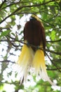 Close up shot of the Raggiana bird-of-paradise Royalty Free Stock Photo