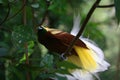 Close up shot of the Raggiana bird-of-paradise Royalty Free Stock Photo