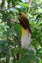 Close up shot of the Raggiana bird-of-paradise Royalty Free Stock Photo