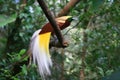 Close up shot of the Raggiana bird-of-paradise Royalty Free Stock Photo