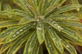 Close-up shot of raindrops on Euphorbia leaves