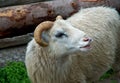 Close up shot of a Ram Royalty Free Stock Photo