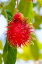 Close-up shot of a Rambutan tropical fruit in the tree