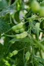 A close up shot of Raphanus caudatus, commonly known as rat tail radish