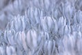 Close-up shot of a rare Guadalupe Island Senecio plant