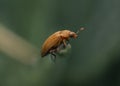 Close-up shot of a raspberry beetle on a plant tip