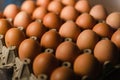 Close-up shot of raw fresh organic healthy brown eggs in a carton box Royalty Free Stock Photo
