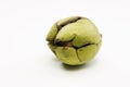 Close up shot of a raw wallnut