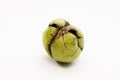 Close up shot of a raw wallnut