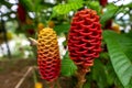Close-up shot of a red Beehive Ginger Zingiber spectabile flower in Ecuador, Amazon rainforest Royalty Free Stock Photo